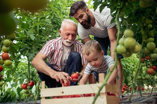 Three generations of a family picking tomatoes at their farm